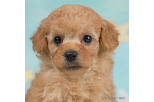 成約済の千葉県のトイプードル-226442の4枚目